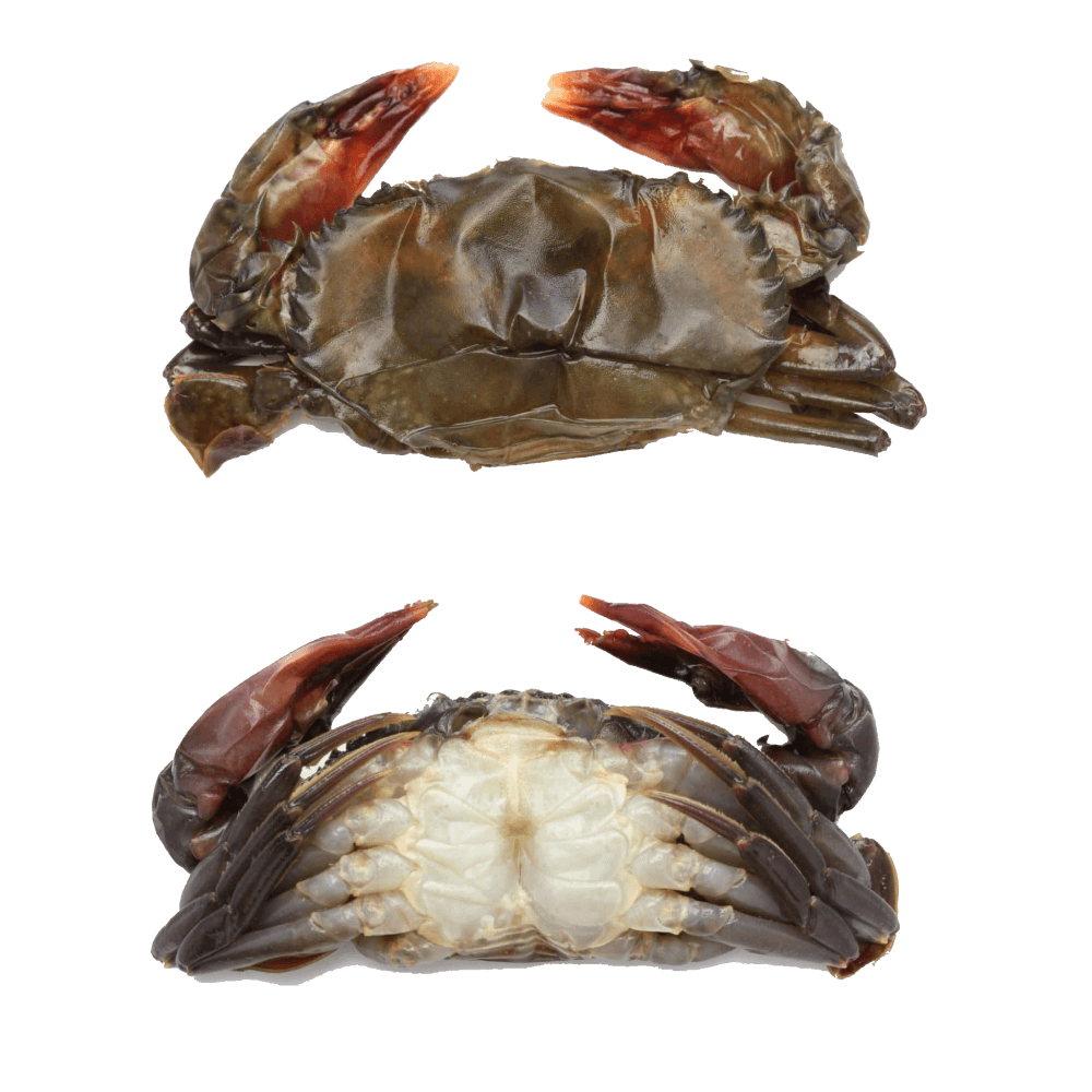 Frozen ShoftShell Crab