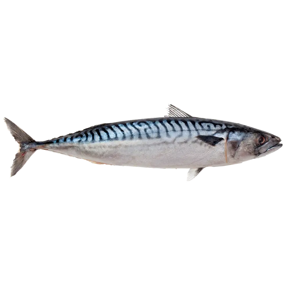 Atlantic Mackerel - High-Quality Fish for Grilling, Smoking, and Seafood Dishes | سمك الإسقمري الأطلسي بجودة عالية للشوي، التدخين، وتحضير الأطباق البحرية