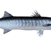 Whole Barracuda Fish displayed on ice for freshness.