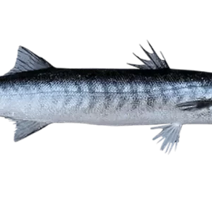 Whole Barracuda Fish displayed on ice for freshness.