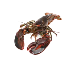 Canadian Live Lobster Whole - High-Quality Fresh Lobster for Boiling, Grilling, and Gourmet Recipes | لوبستر كندي حي بجودة عالية للسلق، الشوي، وتحضير الأطباق الفاخرة