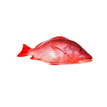 Coral Grouper (Najel) - High-Quality Fresh Fish from Jeddah for Grilling, Frying, and Gourmet Recipes | سمك الناجل الطازج من جدة بجودة عالية للشوي، القلي، وتحضير الأطباق البحرية الفاخرة