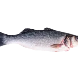 Fresh European Seabass Whole Fish - High-Quality Seabass for Grilling, Baking, and Gourmet Recipes | سمك القاروص الأوروبي الطازج الكامل بجودة عالية للشوي، التحميص، وتحضير الأطباق الفاخرة