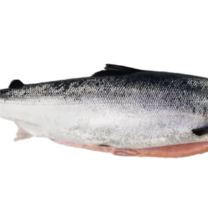 Fresh Norwegian Salmon Whole Superior - High-Quality Salmon for Grilling, Baking, and Gourmet Recipes | سلمون نرويجي كامل طازج بجودة عالية للشوي، التحميص، وتحضير الوصفات الفاخرة