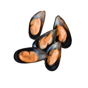 Frozen Half Shell Mussel - High-Quality Mussels for Grilling, Baking, and Seafood Platters | بلح البحر المجمد بنصف قشرة بجودة عالية للشوي، التحميص، وتحضير أطباق المأكولات البحرية