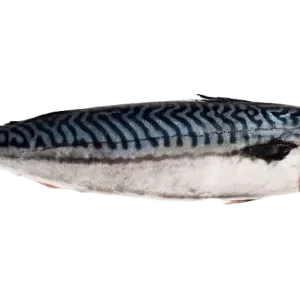 Frozen Local Mackerel - High-Quality Frozen Mackerel for Grilling, Frying, and Baking | ماكريل محلي مجمد بجودة عالية للشوي، القلي، والتحميص