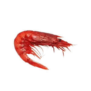 Frozen Red Carabineiro Shrimp - High-Quality Shrimp for Grilling, Boiling, and Gourmet Recipes | جمبري كاربينيرو الأحمر المجمد بجودة عالية للشوي، السلق، وتحضير الوصفات الفاخرة