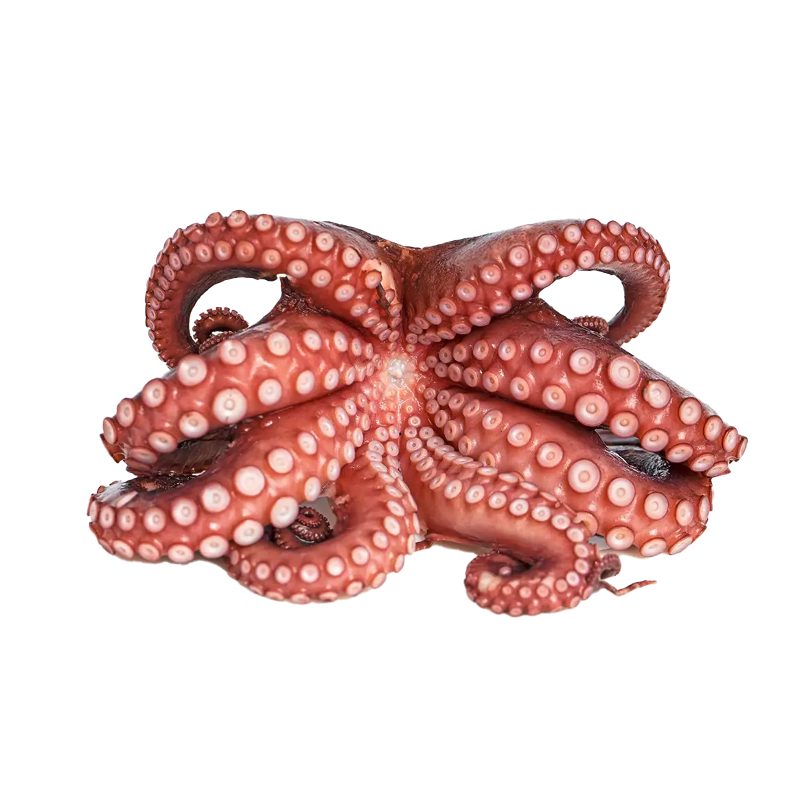 Frozen Whole Raw Octopus - High-Quality Octopus for Grilling, Boiling, and Gourmet Dishes | أخطبوط كامل خام مجمد بجودة عالية للشوي، السلق، وتحضير الأطباق الفاخرة