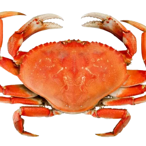 Whole Fresh Crab - High-Quality Fresh Crab for Boiling, Grilling, and Gourmet Recipes | سلطعون طازج كامل بجودة عالية للسلق، الشوي، وتحضير الأطباق الراقية