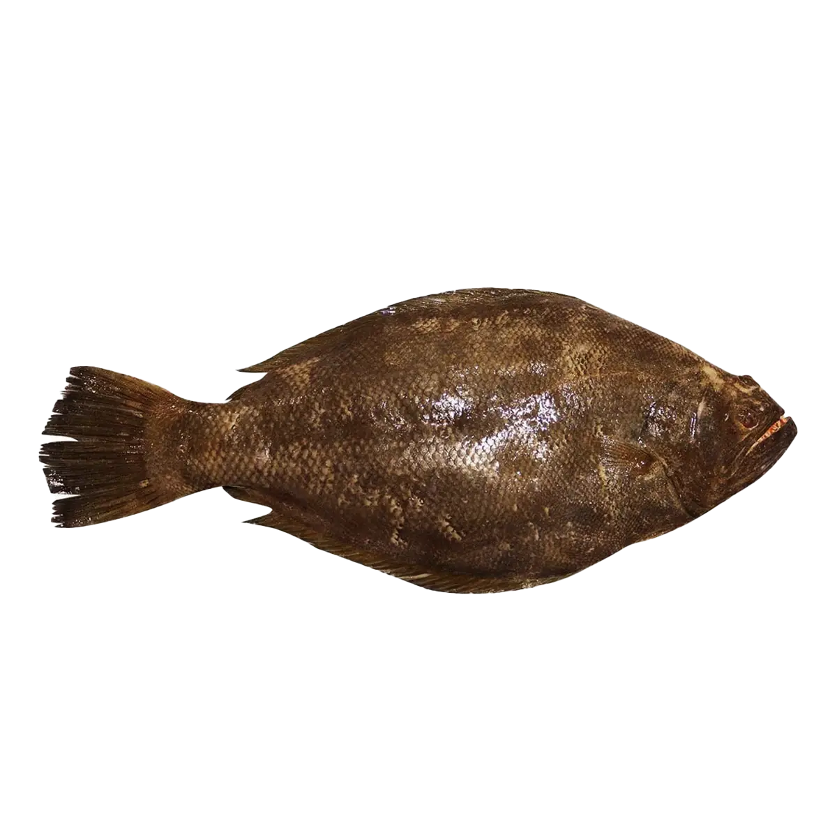 Fresh Dover Sole - High-Quality Flat Fish for Grilling, Baking, and Seafood Recipes | سمك دوفر سول الطازج بجودة عالية للشوي، التحميص، وتحضير الوصفات البحرية