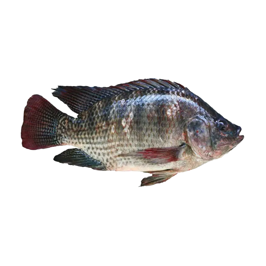 Fresh Tilapia Fish - High-Quality Fresh Tilapia for Frying, Grilling, and Seafood Recipes | سمك البلطي الطازج بجودة عالية للقلي، الشوي، وتحضير الأطباق البحرية