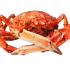 Whole Spider Crab - High-Quality Fresh Crab for Boiling, Grilling, and Gourmet Recipes | سلطعون العنكبوت الكامل بجودة عالية للسلق، الشوي، وتحضير الأطباق الراقية