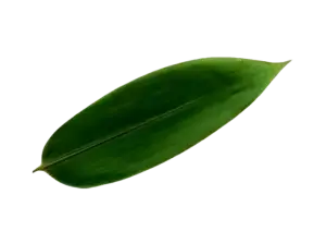Bamboo Leaves - High-Quality Natural Wrapping for Sushi, Rice Dumplings, and Gourmet Dishes | أوراق الخيزران بجودة عالية - ورق طبيعي لتغليف السوشي، الزلابية، والأطباق الفاخرة