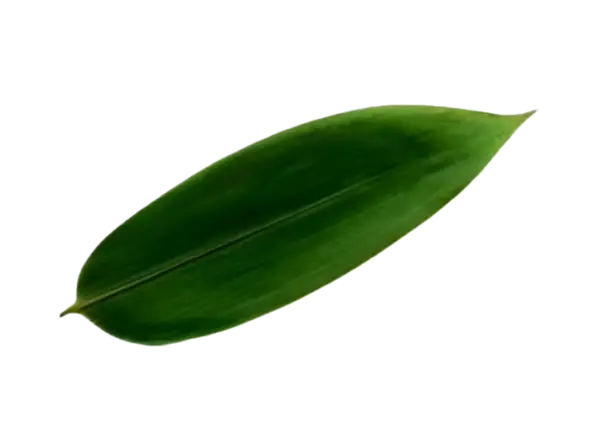 Bamboo Leaves - High-Quality Natural Wrapping for Sushi, Rice Dumplings, and Gourmet Dishes | أوراق الخيزران بجودة عالية - ورق طبيعي لتغليف السوشي، الزلابية، والأطباق الفاخرة